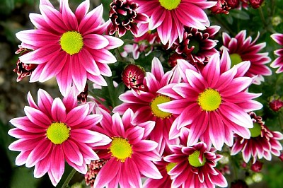 Pink purple white chrysanthemum flowers