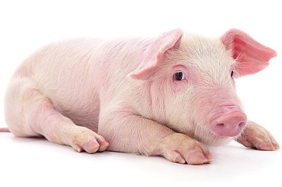Small pink pig who is isolated on white background jigsaw puzzle