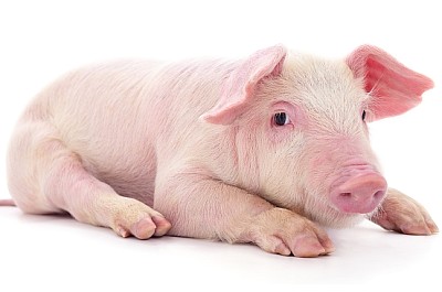 Small pink pig who is isolated on white background