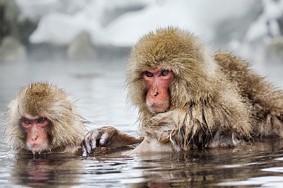 Grupo de macacos japoneses sentados en el agua