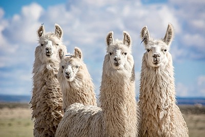 Alpacas do norte argentino