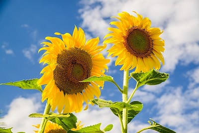 Bright yellow sunflower over blue sky jigsaw puzzle
