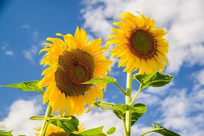 Bright yellow sunflower over blue sky