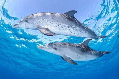 Par de amistosos delfines en aguas claras