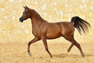 Étalon arabe de race pure châtaigne court au trot