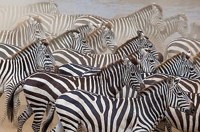 Gruppo di zebre nella polvere. Kenya. Tanzania