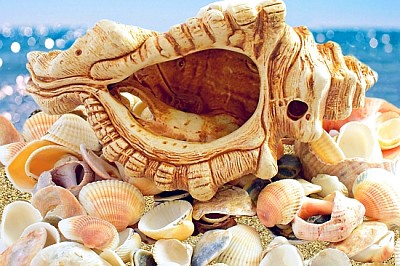 Seashells sulla spiaggia dell'oceano e sulla luce del sole blu del mare