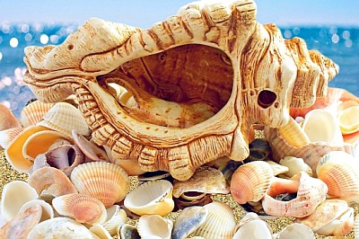 Conchas en la playa del océano y luz del sol del mar azul