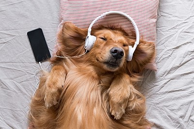 Golden Retriever wearing headphones listening to m