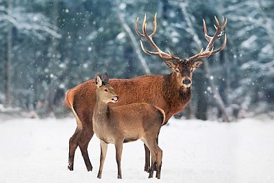 Ciervo macho con hembra contra la nieve del invierno