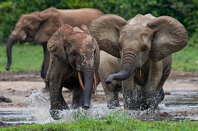 Elefantes del bosque jugando entre sí.