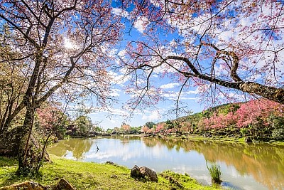 Cherry blossom flower, Chiang Mai, Thailand
