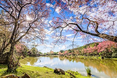 Cherry blossom flower, Chiang Mai, Thailand jigsaw puzzle