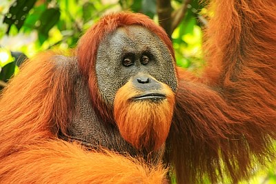Orangutan di Sumatra nel Parco Nazionale di Gunung Leuser