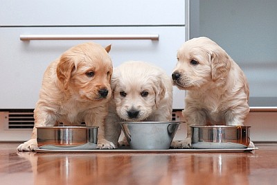 Puppies eating food in the kitchen like little gou