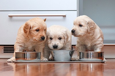 小さなgouのようにキッチンで食べ物を食べる子犬