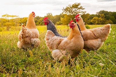 A chicken sunset