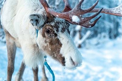 Raindeer nel suo ambiente naturale in Scandinavia