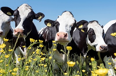 vacas pretas e brancas chegam perto de flores amarelas