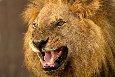 ボツワナ、デルタのライオン