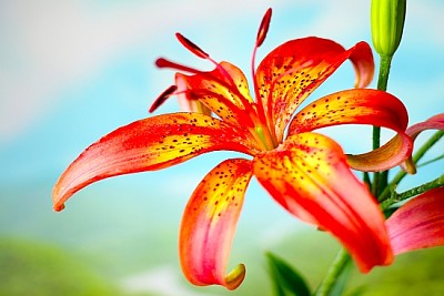 Beautiful flowers field lilies