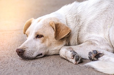 Obdachloser verlassener Hund, der am Straßenrand schläft