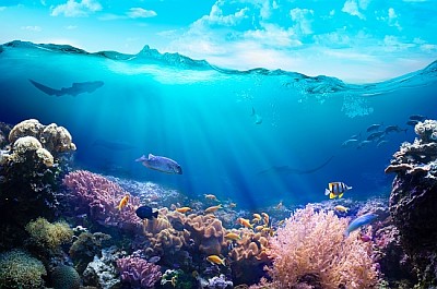 פאזל של מבט מתחת למים של שונית האלמוגים