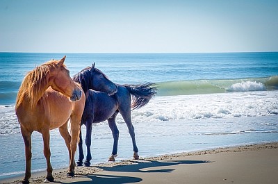 פאזל של סוסים פראיים על החוף