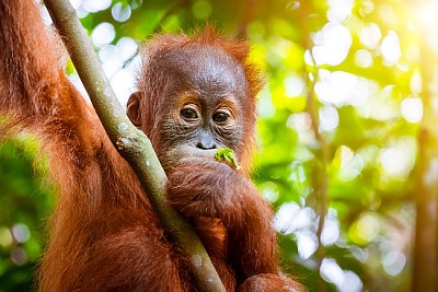 Orangutan cute baby in tropical rainforest