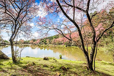 Kwiat wiśni nad jeziorem w Chiang Mai, Tajlandia