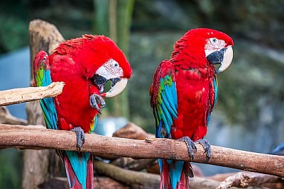 Roter Ara-Vogel, der auf Zweig sitzt