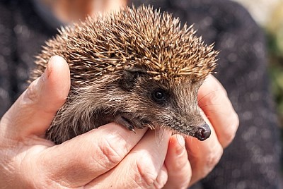 Small beautiful hedgehog in hands