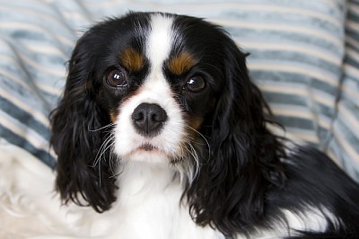 Cute cavalier spaniel lying on the bed jigsaw puzzle