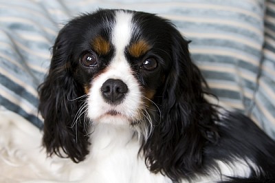 Épagneul cavalier mignon allongé sur le lit