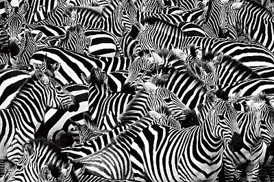 Rebanho de zebras embalado bem