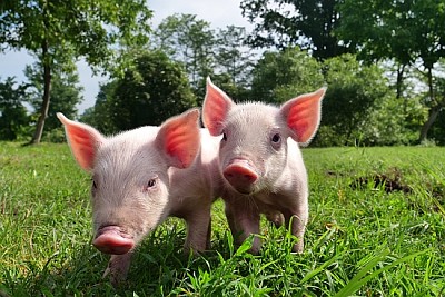 Pig cute newborn standing on a grass lawn