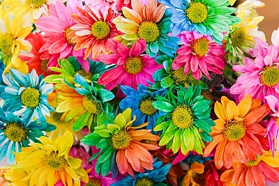 Rainbow Daisies. Flor Arco-íris de Crisântemo