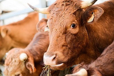 Cow and brown cattle herd