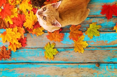 オレンジ色の子猫が見上げてカエデの葉の上に座っている