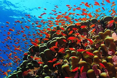 Recife de coral e cardume de peixes vermelhos