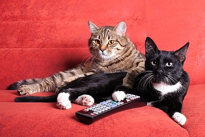 Dos gatos con mando a distancia viendo la televisión.