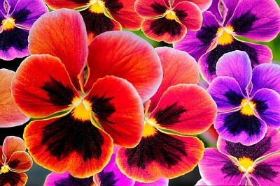 Fiori multicolori viola del pensiero o viole del pensiero (viola)