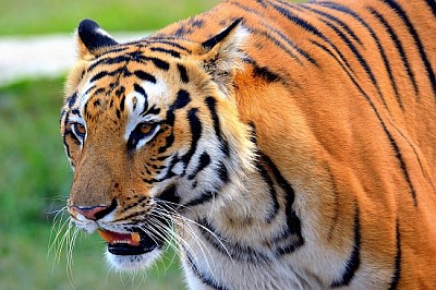 El tigre real de Bengala