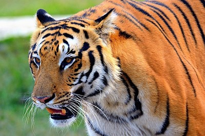 The Royal Bengal Tiger