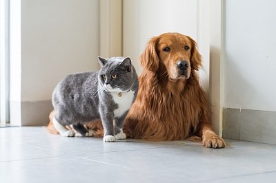 Perros golden retriever y gato británico de pelo corto