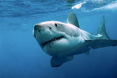 פאזל של כריש לבן
