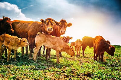 Mignons petits veaux paissant avec des vaches