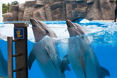 Due delfini che ballano sott'acqua