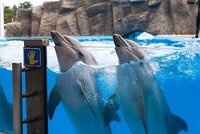 水の下で踊る2頭のイルカ