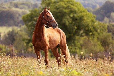 Уелско пони бяга и стои във висока трева